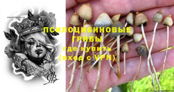 прущие грибы Нефтекумск